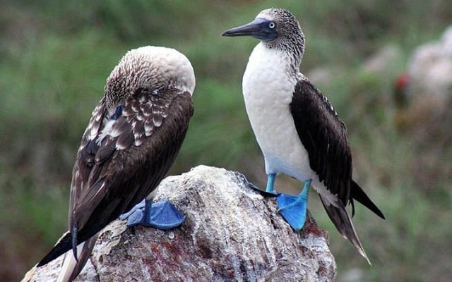 Îles Marietas avec accès garanti à Playa Escondida photo 6