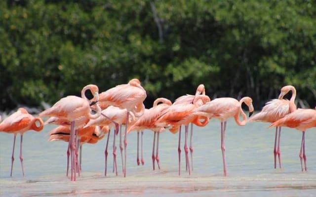 Río Lagartos y Las Coloradas Private Tour from Merida photo 3