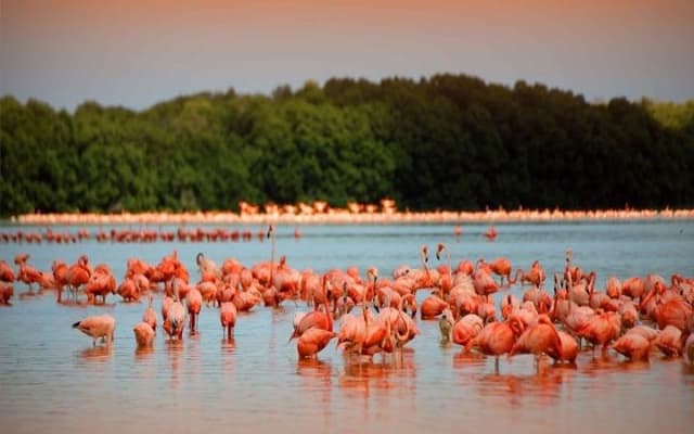 Río Lagartos y Las Coloradas Private Tour from Merida photo 6