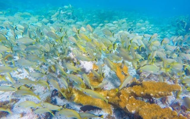 Isla Mujeres Snorkeling Tour Adventure