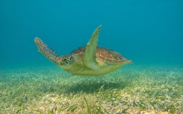 Private Turtle Snorkel Adventure in Akumal photo 8