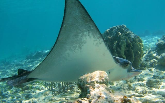 Private Turtle Snorkel Adventure in Akumal photo 9