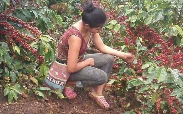 Coffee Plantation Experience photo 4