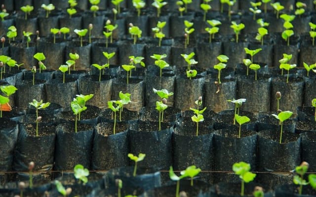 Coffee Plantation Experience photo 11