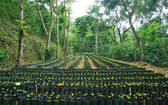Coffee Plantation Experience photo 12