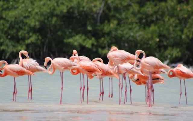 Discover the FABULOUS PINK WATERS at the Caribean (Las Coloradas+Río Lagartos) photo 10