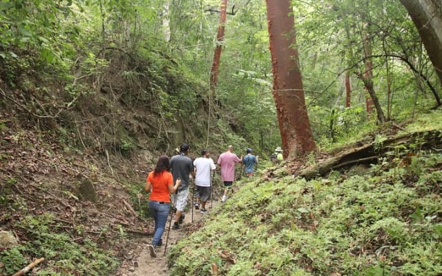 Tour de caminata por la selva photo 2