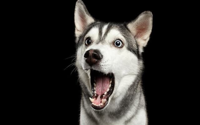 Séance photo pour votre animal de compagnie photo 3