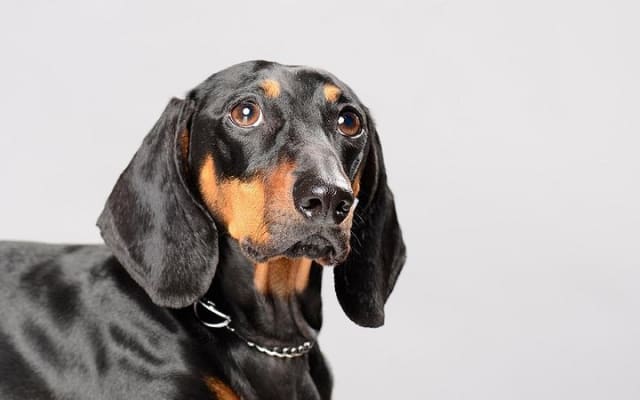 Séance photo pour votre animal de compagnie photo 2