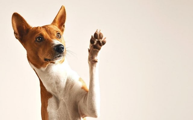 Séance photo pour votre animal de compagnie photo 4