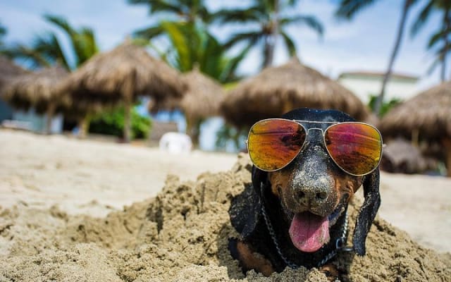 Photo Session for your Pet