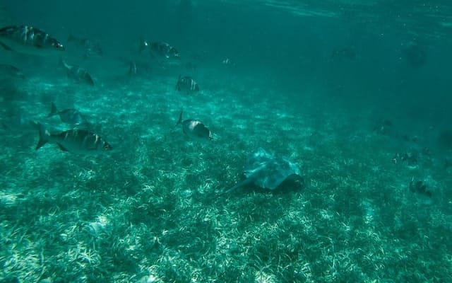 Breathtaking experience driving a speedboat in Cancun with Snorkeling included photo 12