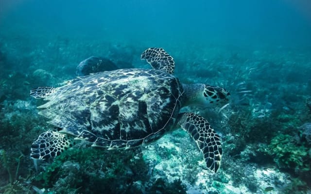 Live this extreme experience, Speedboat tour & snorkel included. photo 10