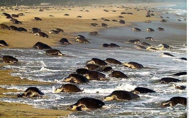 Baby Turtle Release in Coyote Escobilla Beach photo 5