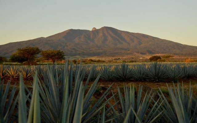 José Cuervo Tequila Tour & Agave Fields from Guadalajara