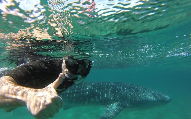 Small Group Whale Shark Snorkeling Tour with Marine Biologist