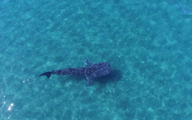 Tour de snorkel con tiburón ballena en grupo pequeño con biólogo marino photo 6