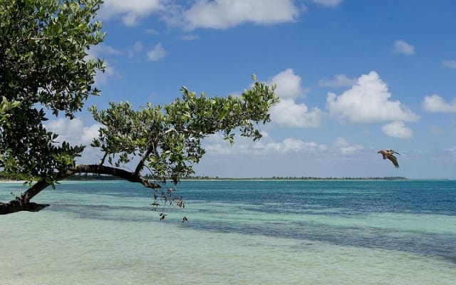 Sian Ka'an the green jewel, Biosphere Reserve Tour. Lunch & Snorkel included. photo 12