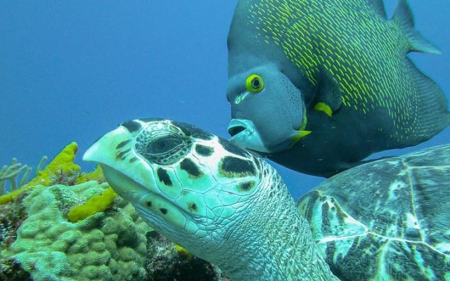 Travel ABOARD A JEEP and visit the most iconic places of Cozumel! photo 8