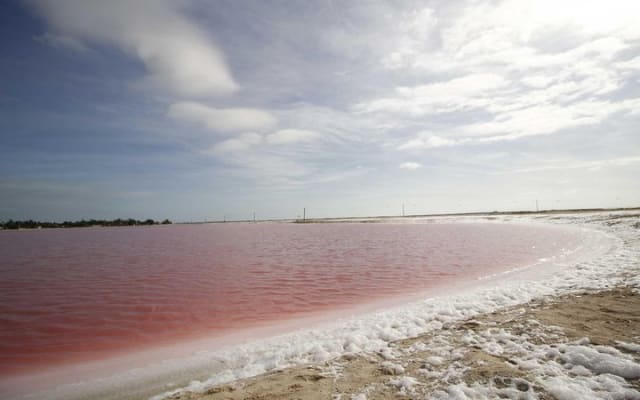Full-Day Tour to Las Coloradas Pink Paradise in Yucatan and Rio Lagartos. photo 2