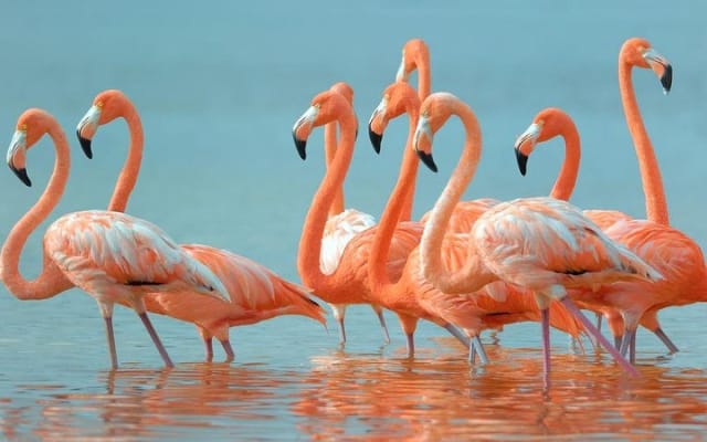 Full-Day Tour to Las Coloradas Pink Paradise in Yucatan and Rio Lagartos. photo 10
