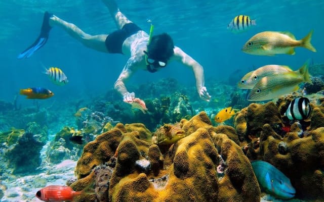 Snorkel and swim in Cozumel el Cielo Reef, Palancar and Colombia photo 4