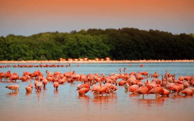 Pink Waters of Las Coloradas, Pink Flamingos and Colonial City of Valladolid with Photographer photo 4