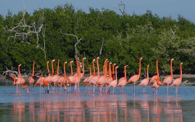 Tour to Las Coloradas Pink Waters and Boat Ride in Rio Lagartos with Lunch. photo 6