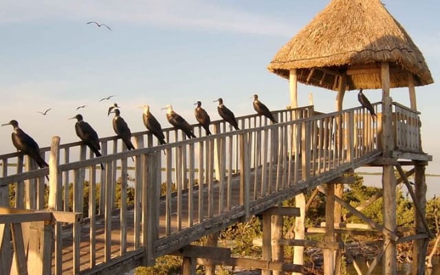 Holbox and Passion Island Full-Day Tour with Cenote, Transportation and Lunch photo 13