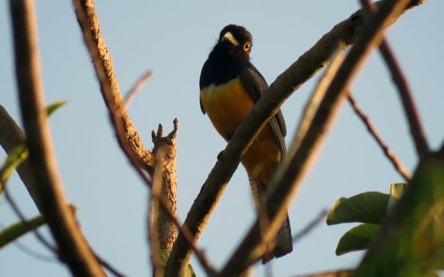 Birdwatching Sian Ka'an Biosphere Reserve photo 6