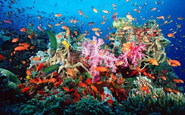 Guided Tour of Puerto Morelos Reefs with Snorkeling Experience photo 8