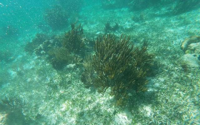 Guided Tour of Puerto Morelos Reefs with Snorkeling Experience photo 14