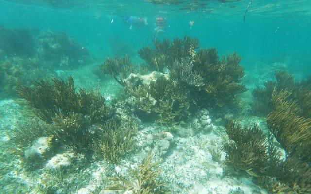 Guided Tour of Puerto Morelos Reefs with Snorkeling Experience photo 10