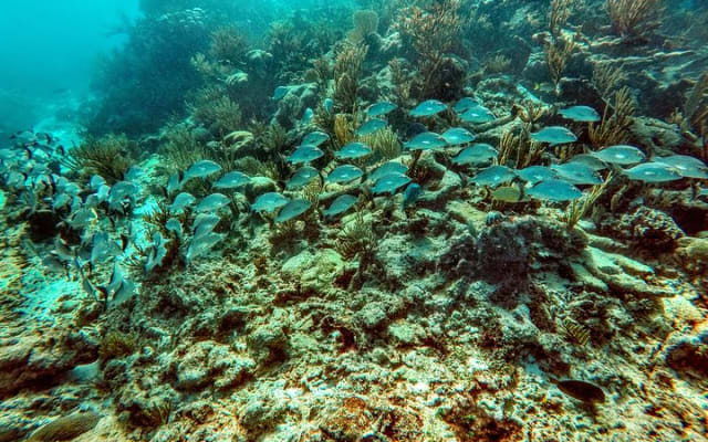 Private Cenote & Snorkeling Tour with Turtles in Akumal photo 4