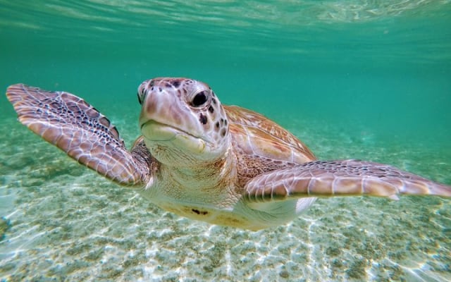 Private Cenote & Snorkeling Tour with Turtles in Akumal photo 5