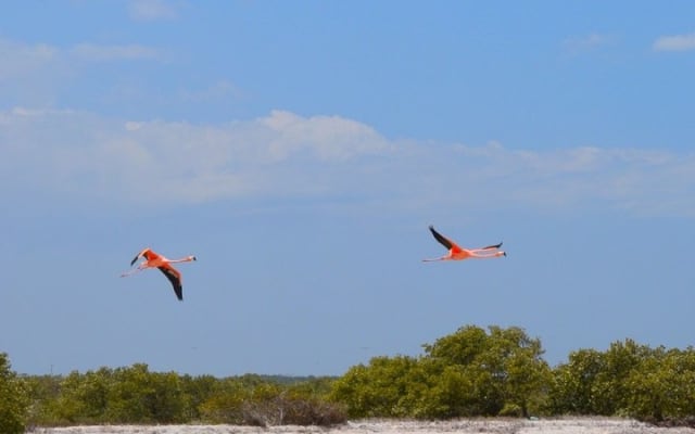 Discover the FABULOUS PINK WATERS in the Caribean photo 7
