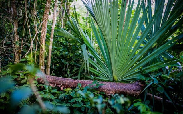 Full-day Mayan Adventure: Tulum ancient city and Temazcal Ritual photo 6