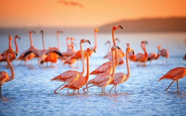 Pink Waters of Las Coloradas, Pink Flamingos and Colonial City of Valladolid with Photographer photo 2