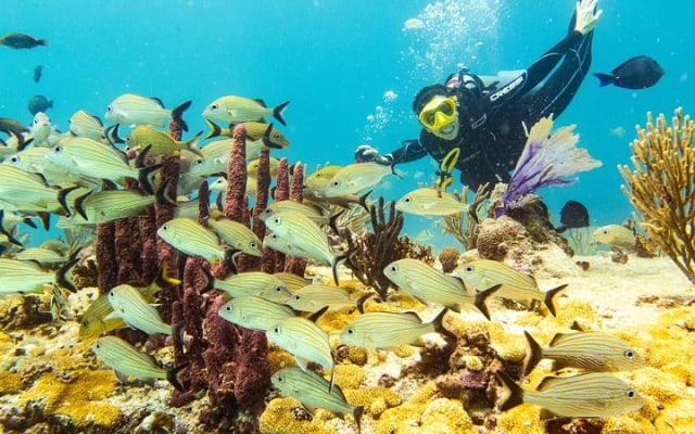Half-Day Scuba Diving in Playa del Carmen for Small-Group
