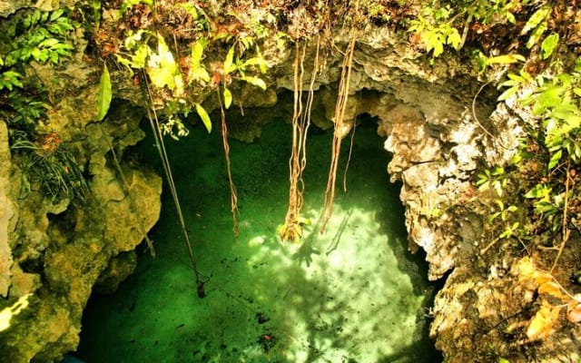 Snorkeling with Caribbean fish and private cenote exploration photo 8