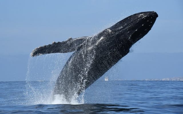 Aventure d'observation des baleines avec un biologiste marin photo 4