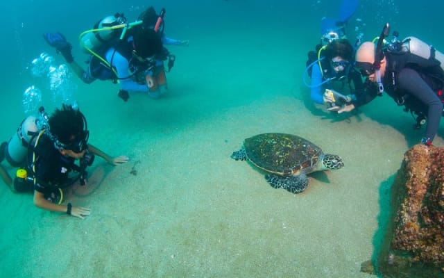 Plongée sous-marine privée à Puerto Vallarta photo 11