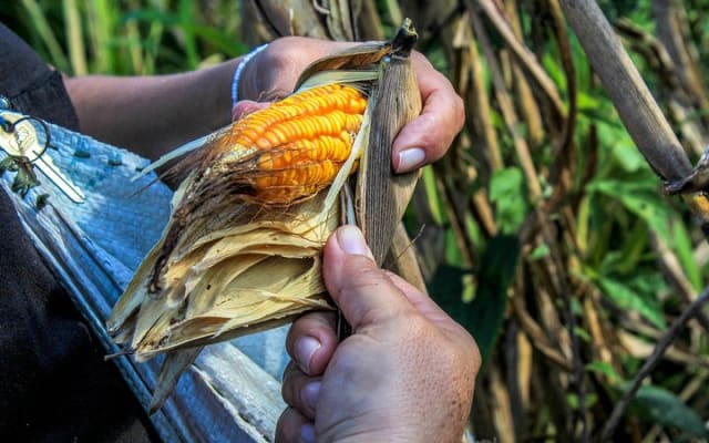 From the Milpa to Tourism: Farming, Cenote & Ek Balam Pyramids Tour