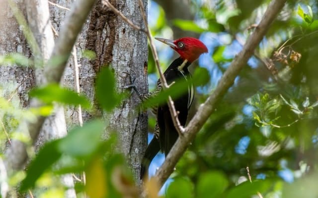 Birdwatching in Sian Ka´an Muyil from Tulum - Shared Group Tour photo 12
