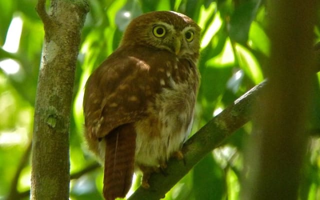 Bird Watching in Sian Ka´an Muyil photo 3