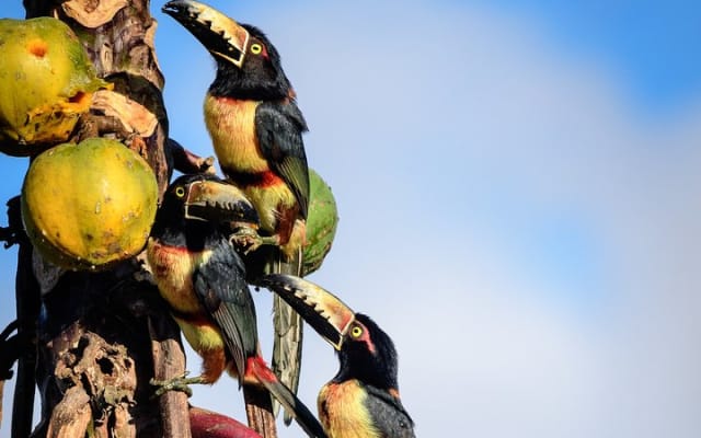 Bird Watching in Sian Ka´an Muyil photo 6