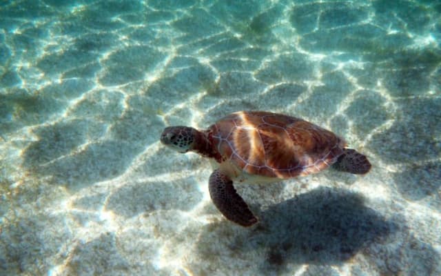 Snorkeling with Caribbean fish and private cenote exploration photo 7