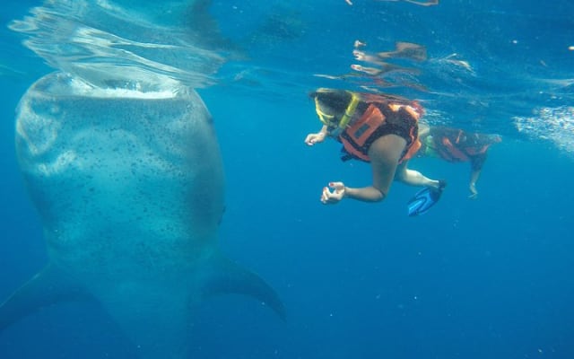 Half Day Whale Shark Tour From Tulum photo 2