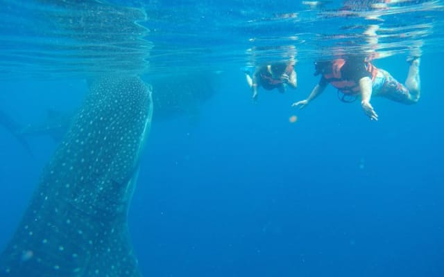 Half Day Whale Shark Tour From Tulum photo 3