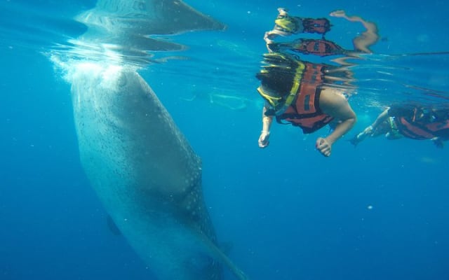 Half Day Whale Shark Tour From Tulum photo 5